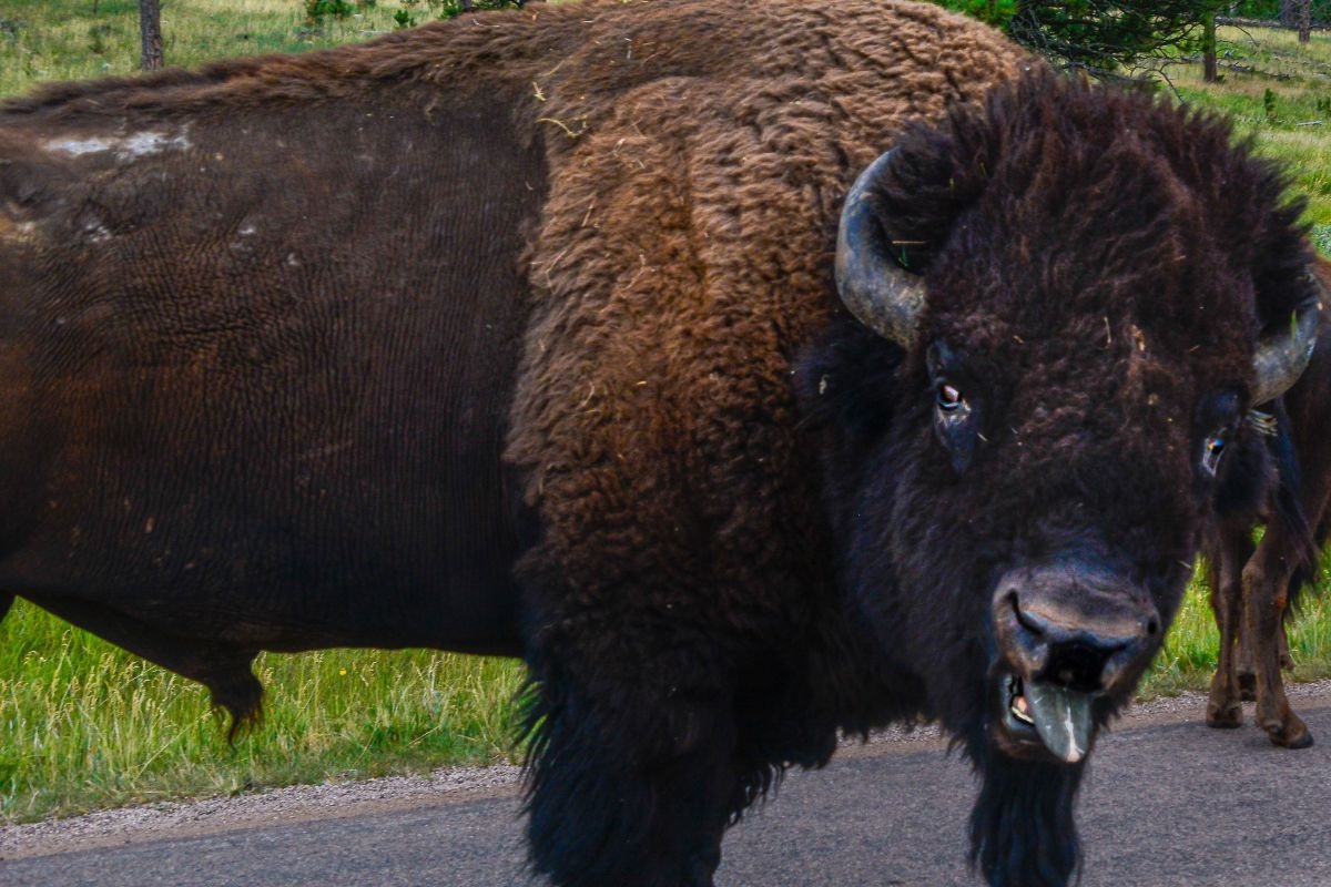 primo piano di un bisonte con la lingua fuori