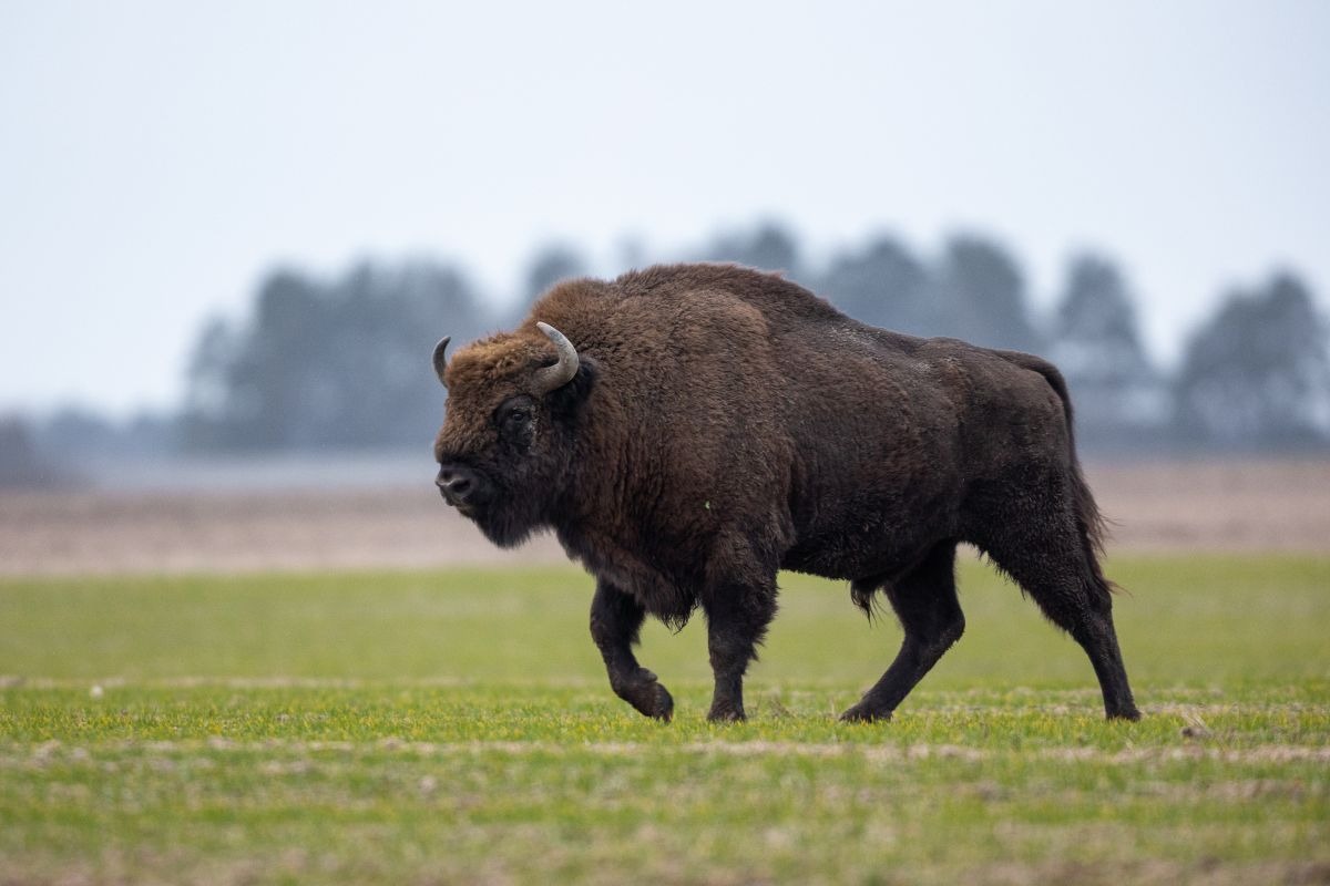 un bisonte cammina sul prato
