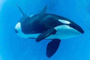 un'orca che nuota in una vasca