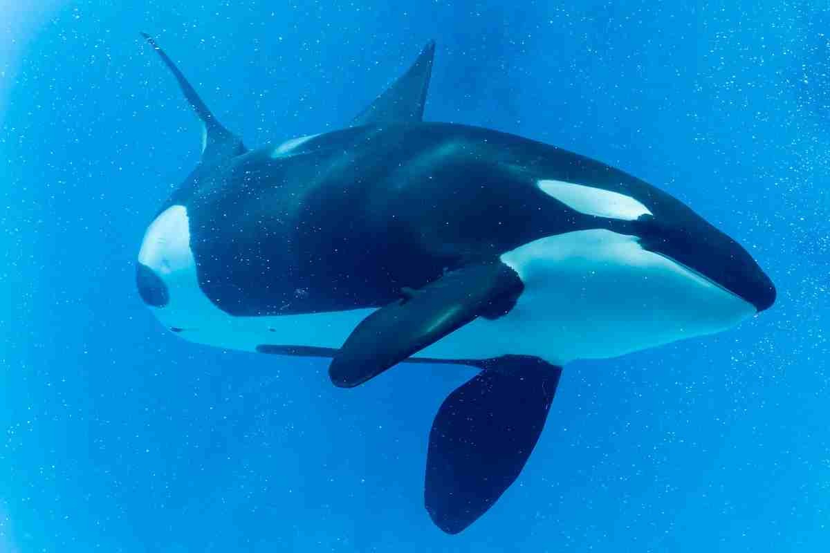 un'orca che nuota in una vasca