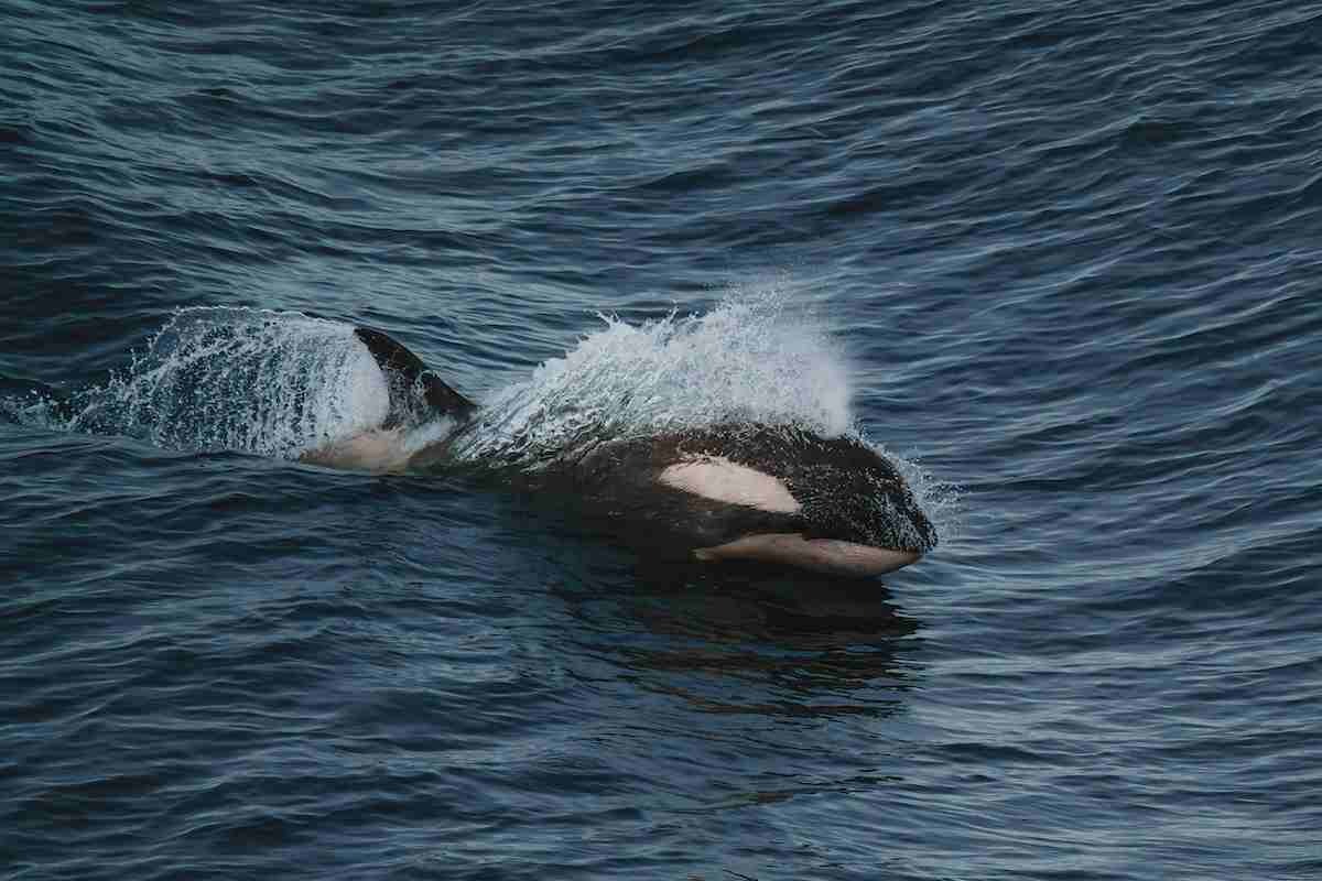 un'orca che nuota nell'oceano