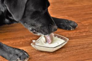 Cane nero che mangia yogurt da una coppetta di vetro.