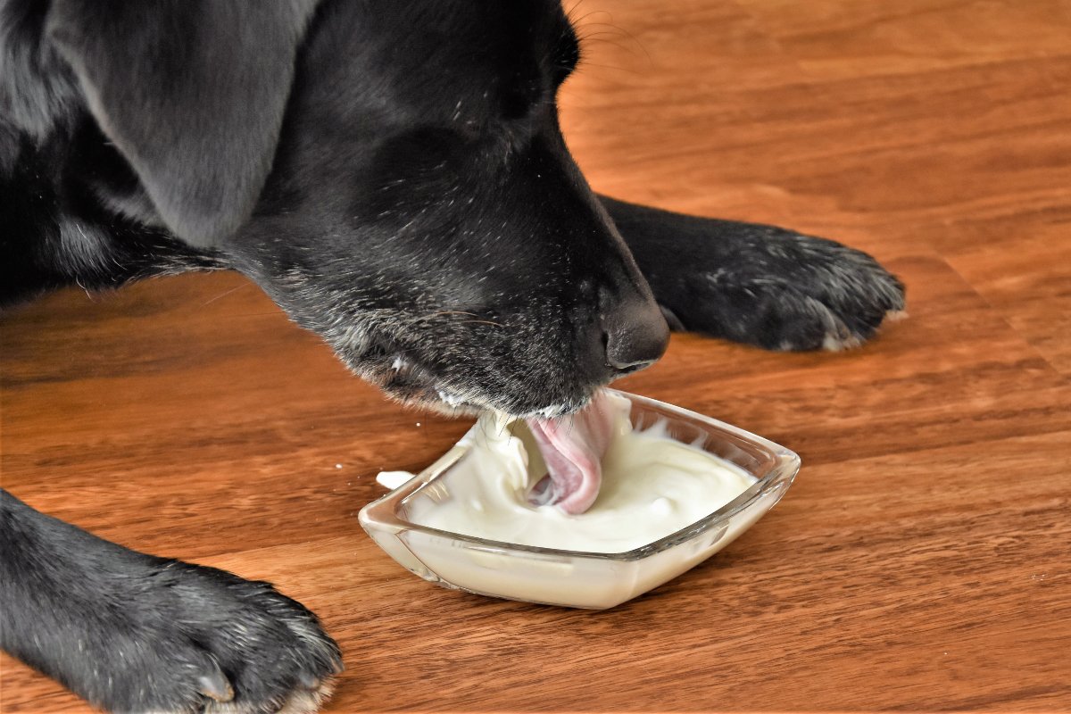 Cane nero che mangia yogurt da una coppetta di vetro.