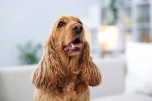 Primo piano di un Cocker Spaniel Inglese