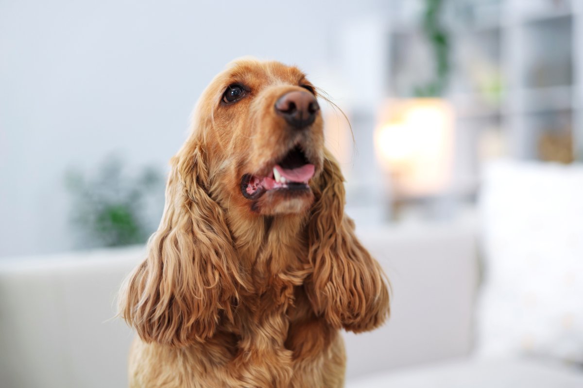 Primo piano di un Cocker Spaniel Inglese