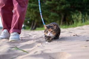 Gatto passeggia al guinzaglio.