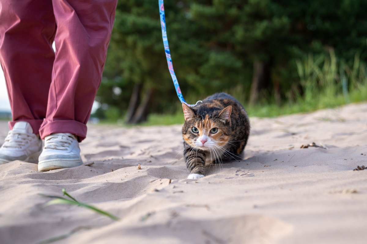 Gatto passeggia al guinzaglio.