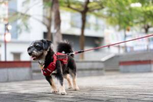 Cane passeggia in strada con una pettorina rossa.
