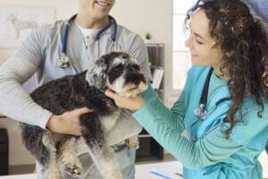 Due veterinari visitano un cane dal pelo grigio e bianco.