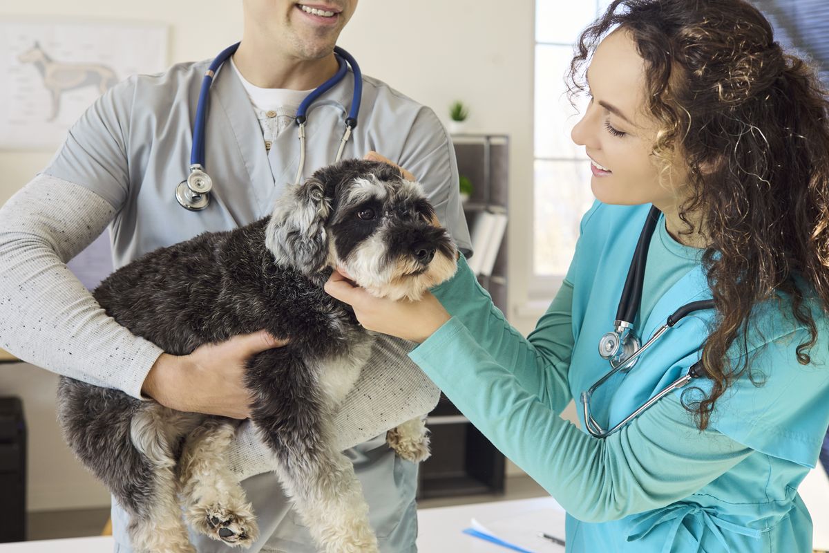 Due veterinari visitano un cane dal pelo grigio e bianco.